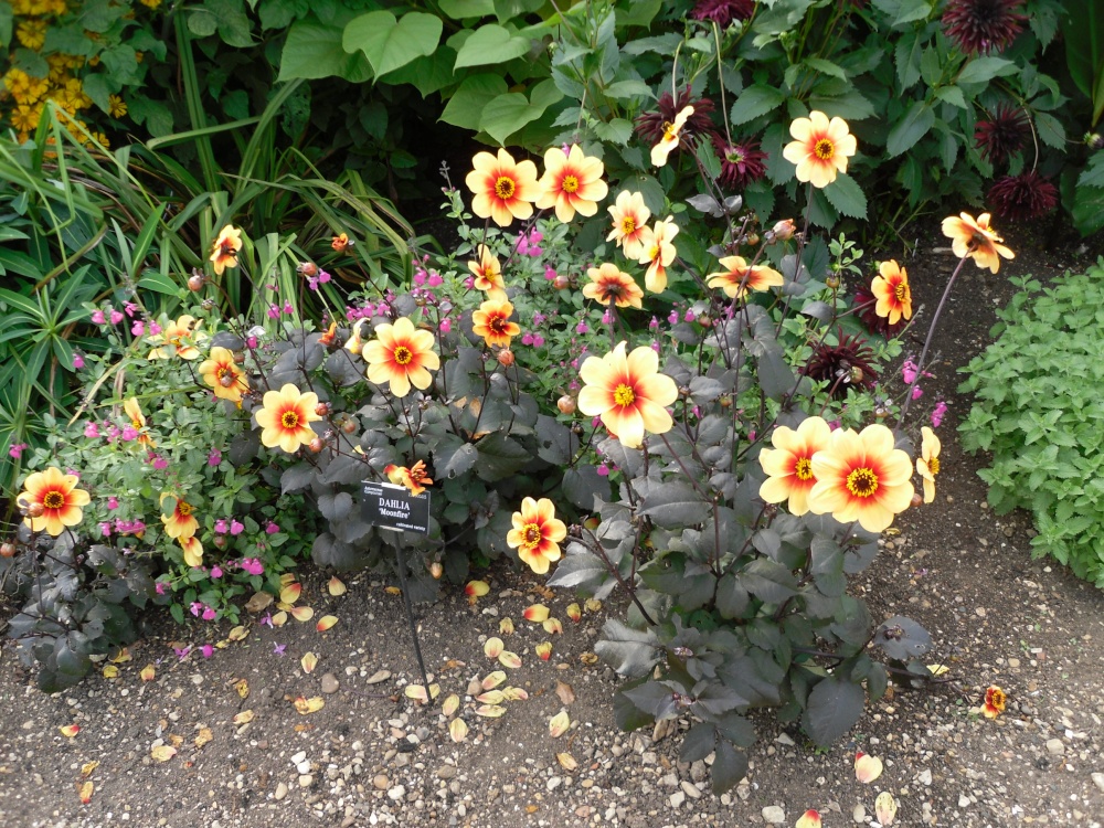 Oxford, the Botanical garden