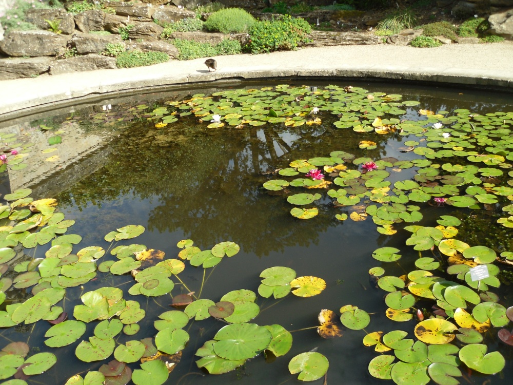 Oxford, the Botanical garden