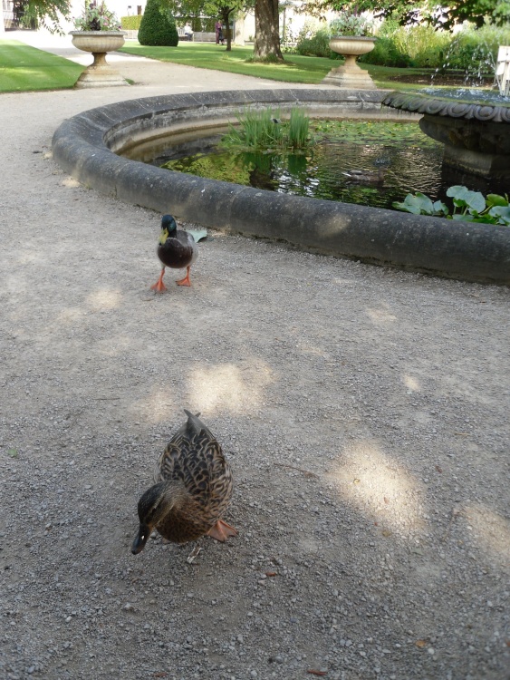 Oxford, in the Botanical garden