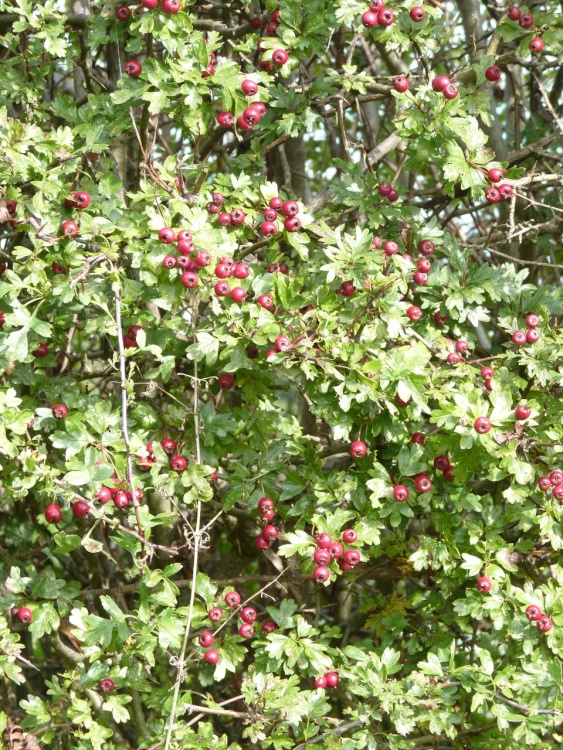 Crataegus