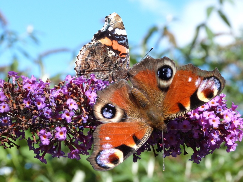 Photograph of Newport