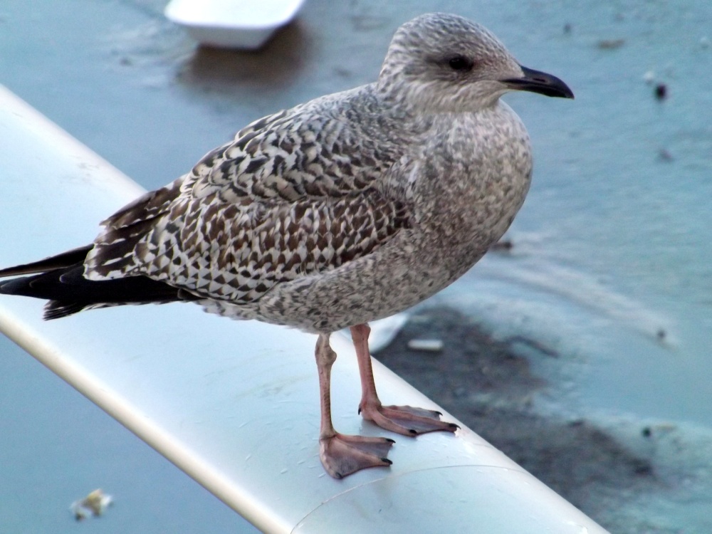 Young Herring Gull