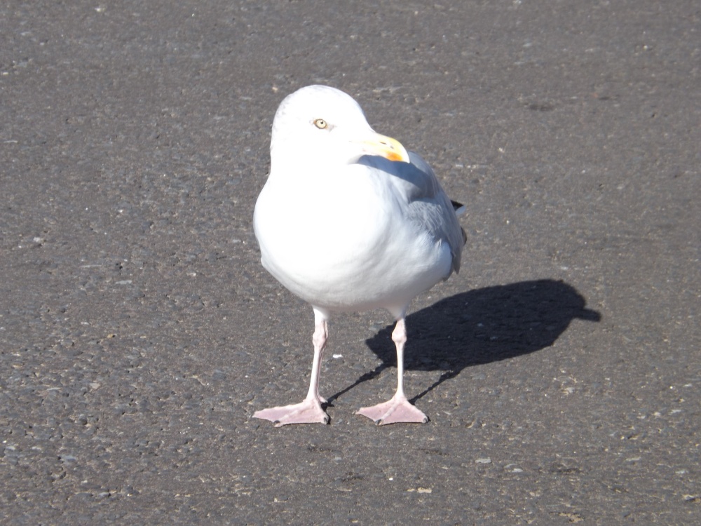 Mature Herring Gull
