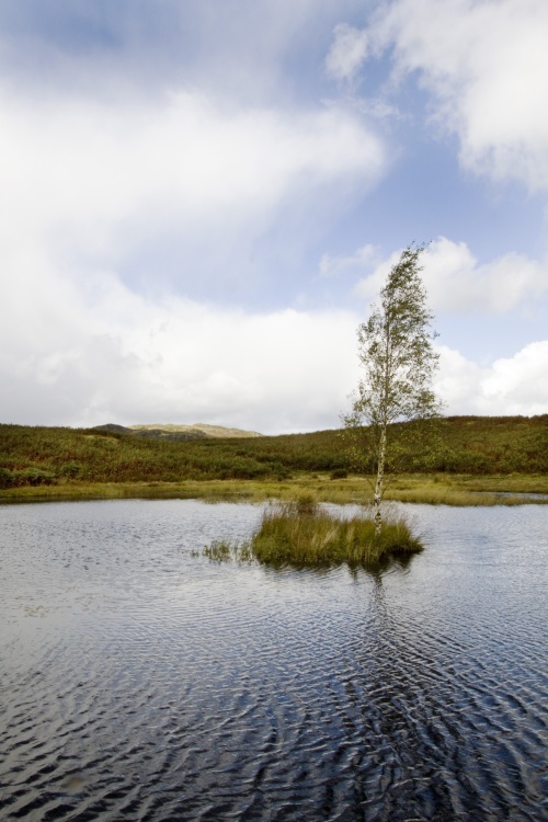 Lily tarn