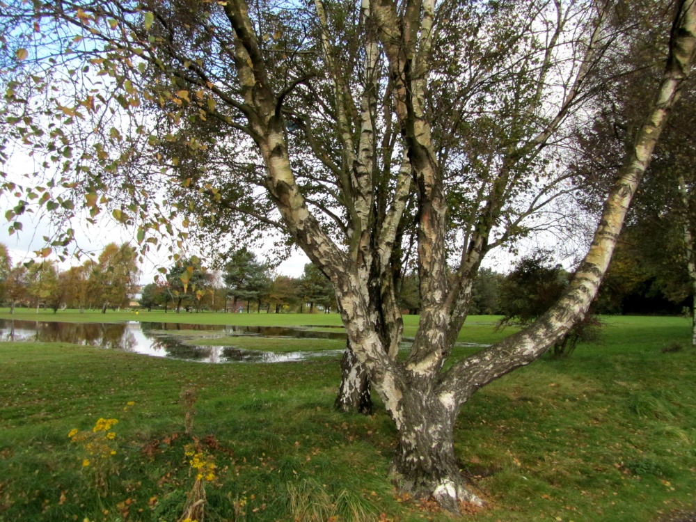 Golf Course Tree photo by Terry Gilley