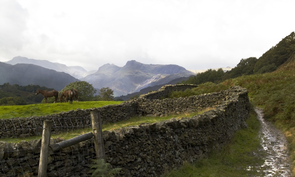 Langdale Pikes from Loughrigg 1