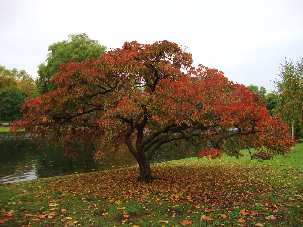 Autumn in St James' Park, London