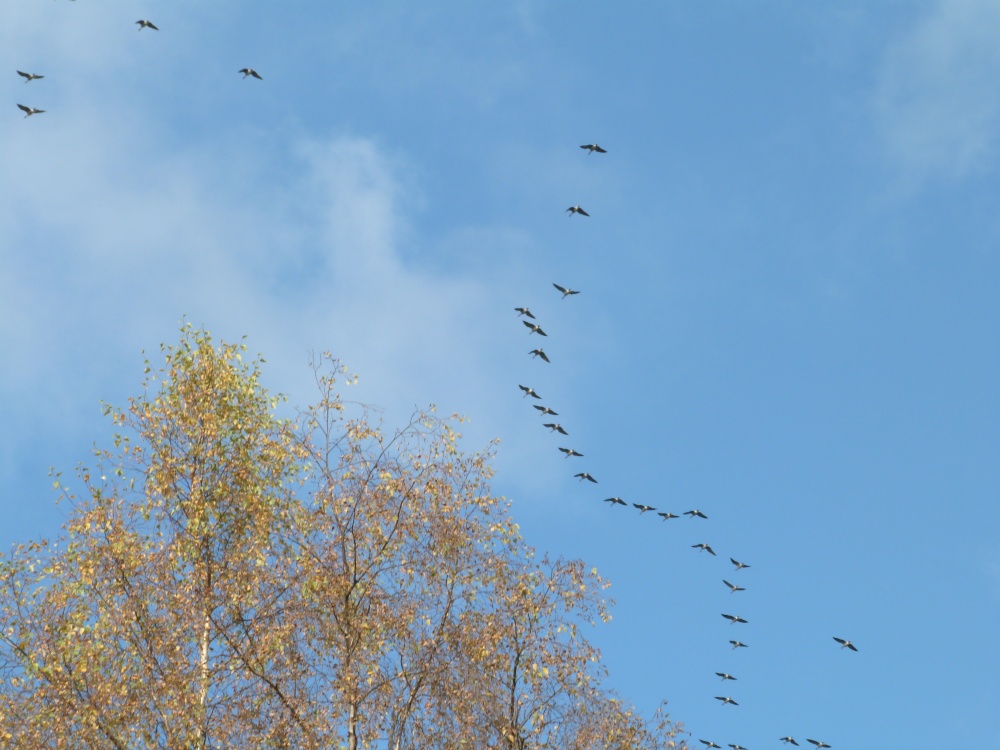 Autumn wild Geese