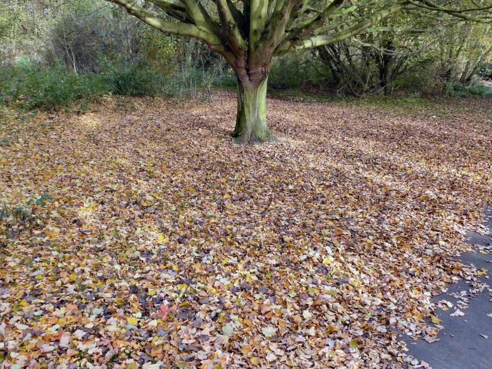 Autumn in Martin Mere