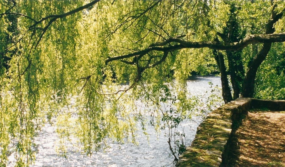 A Spring day by the River Exe near Tiverton