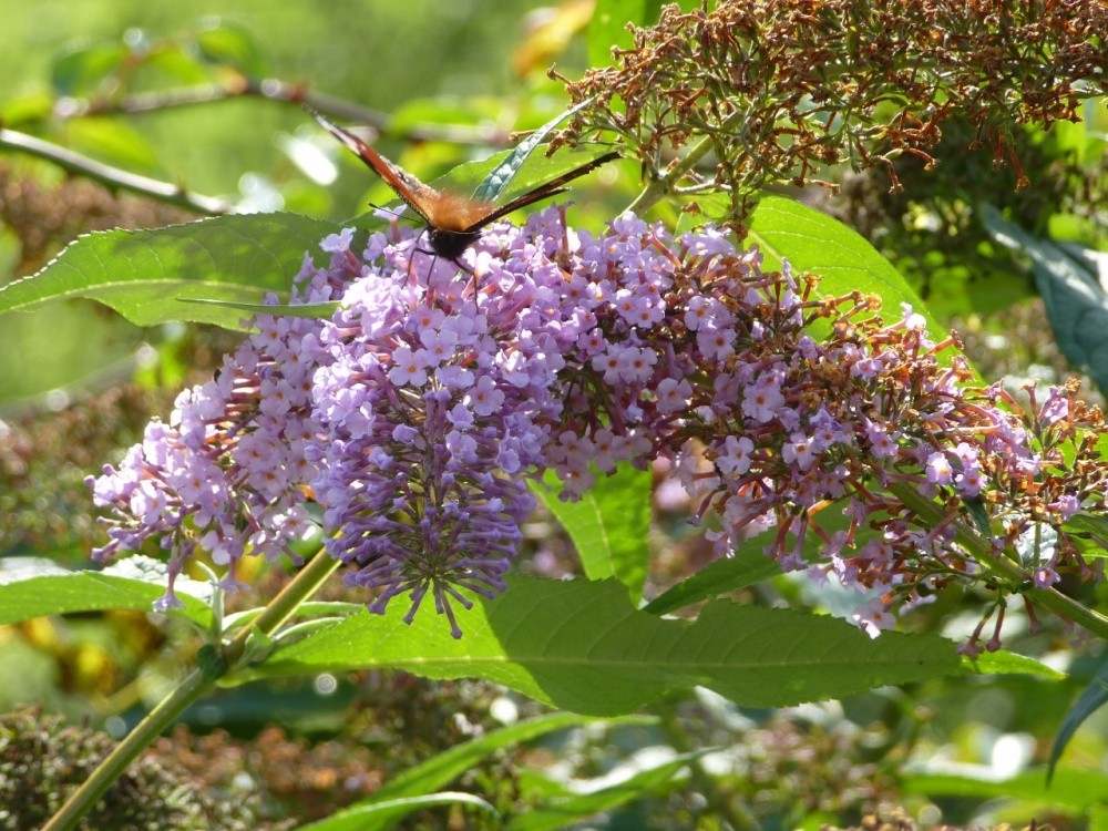 Nectar time at Hill Top