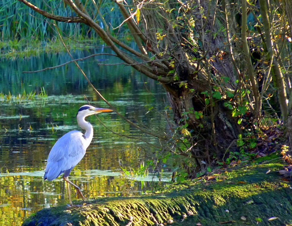 Heron at Watermead Country Park photo by Mike Freeman