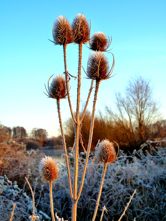 A little bit prickly by the River Soar, Thurmaston