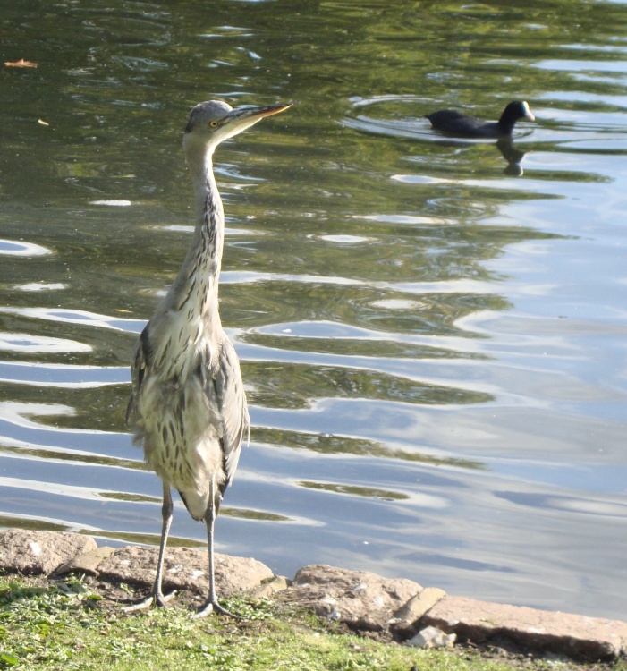 Heron and Coot in St James's Park, London