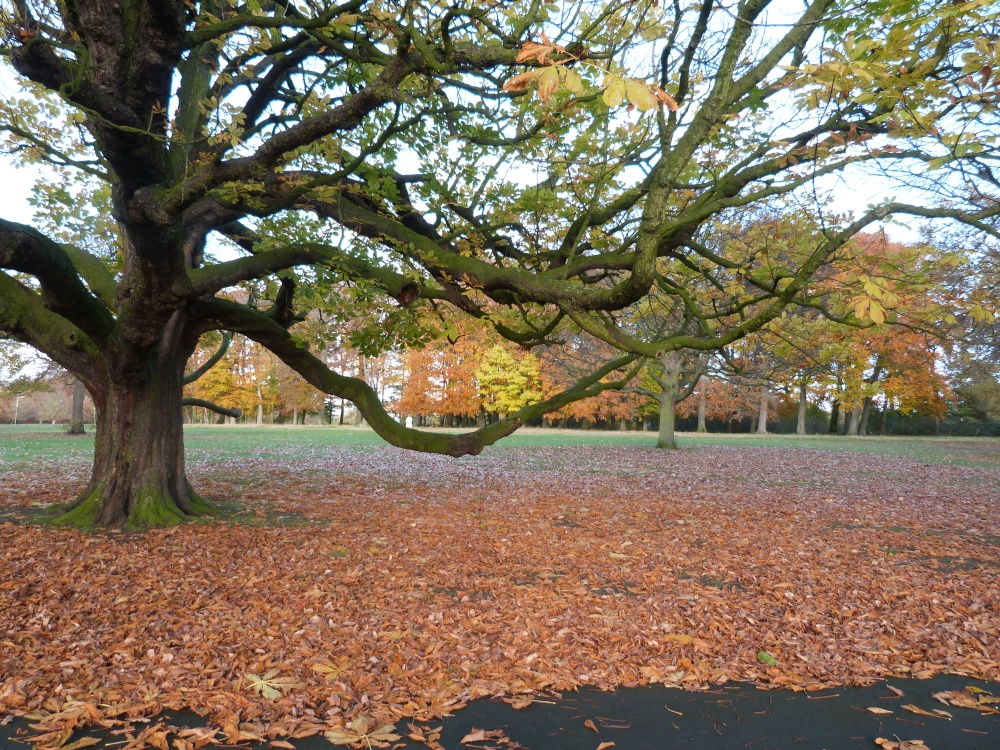 Clarkes Gardens Liverpool