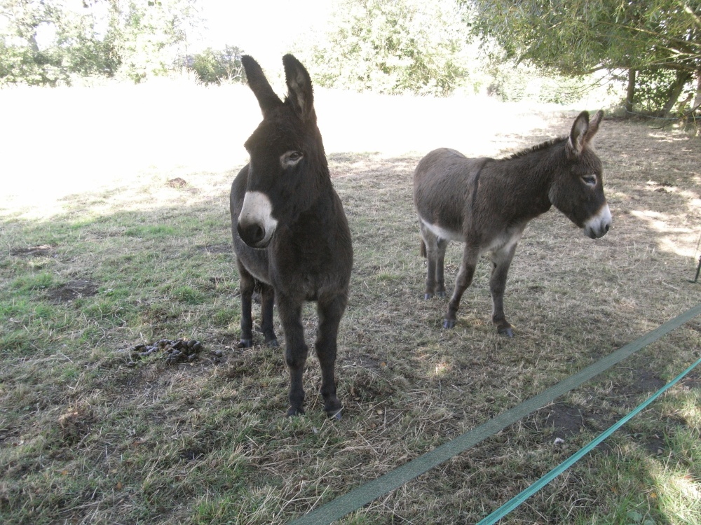 Photograph of Donkeys at Barford