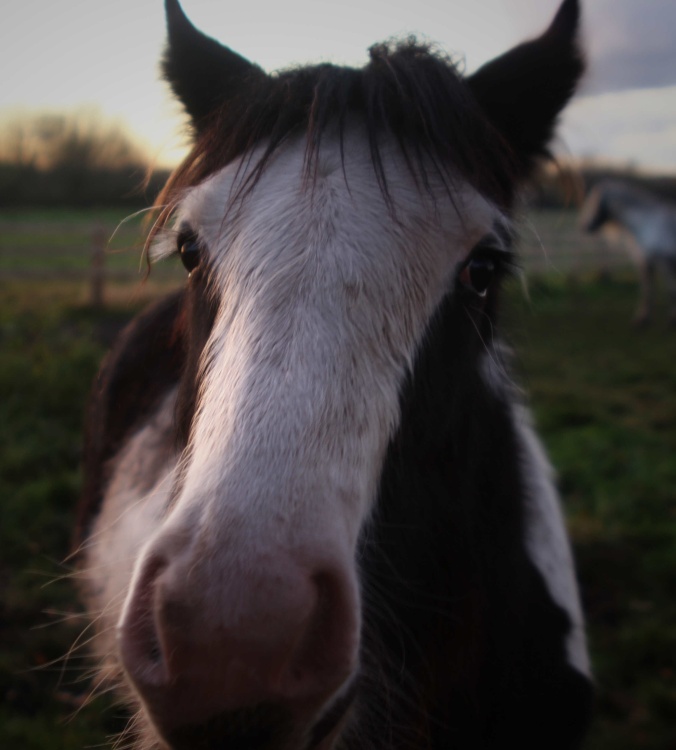Pony near Kingsbury Water Park