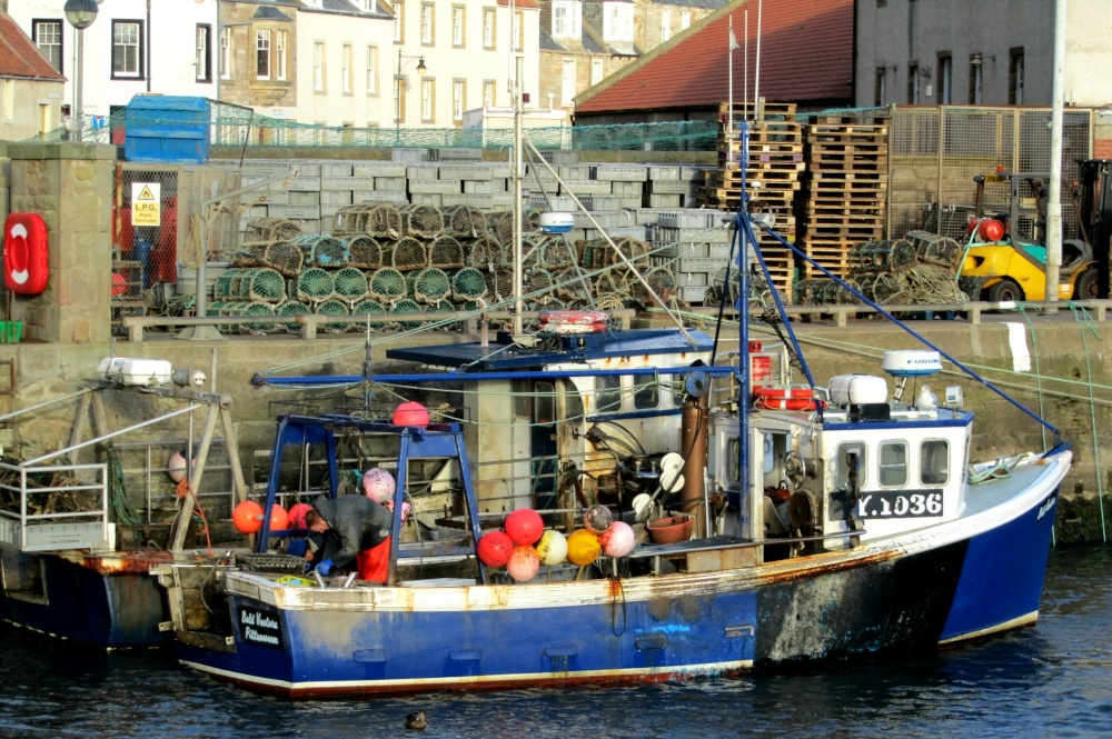 Photograph of Bold Venture KY 1036