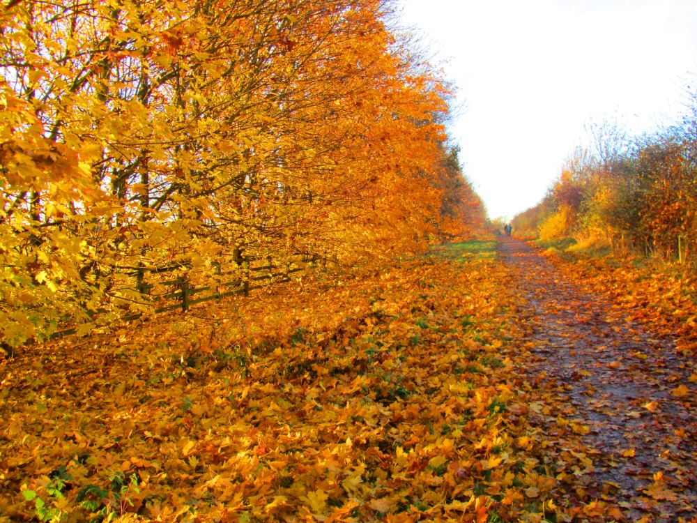 Photograph of Autumn in Shipley Country Park