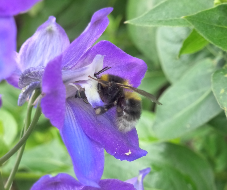 Photograph of Garden Visitor 02