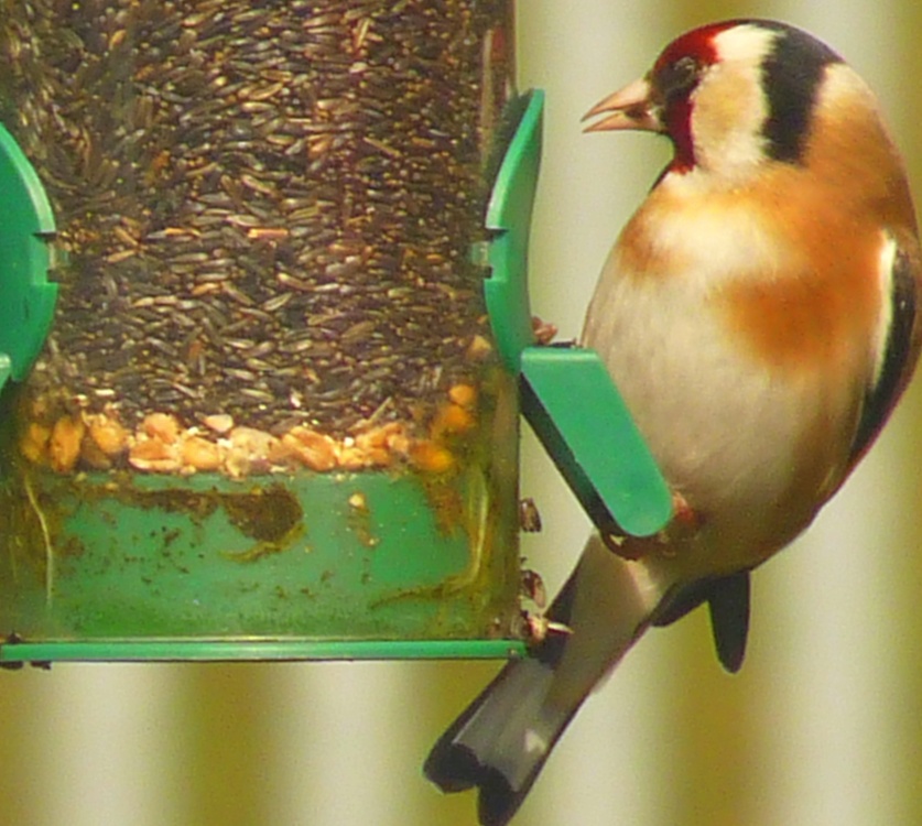 A Goldfinch feeding In our garden in Thurmaston