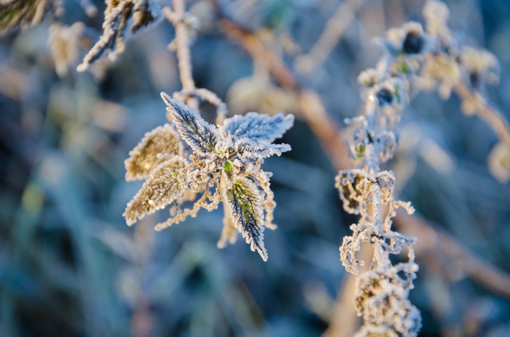 Photograph of Branston Water Park, frosted nettles