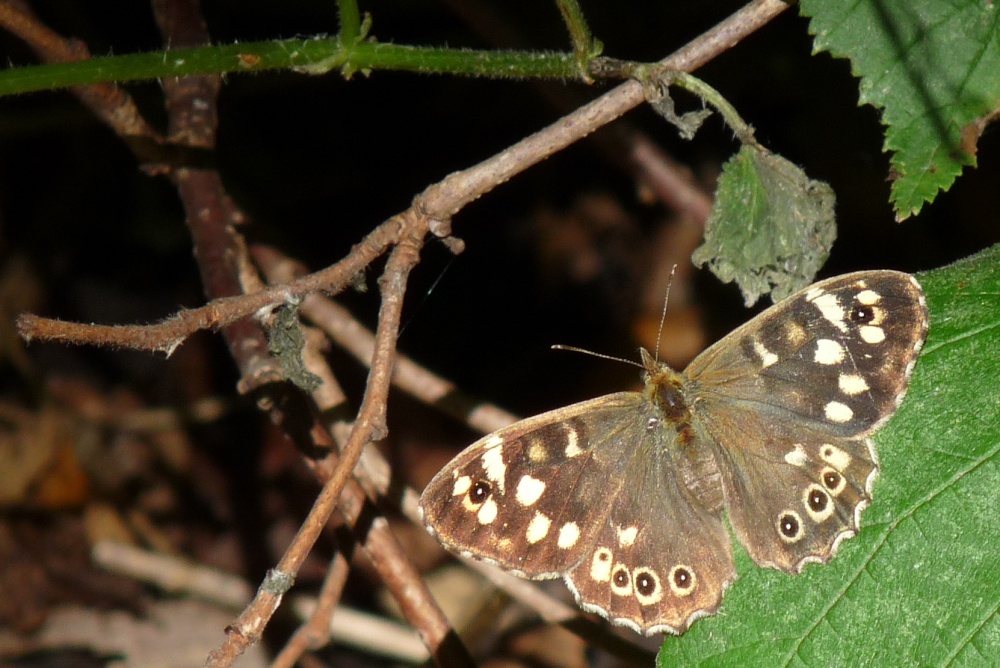 Butterfly in our Thurmaston garden
