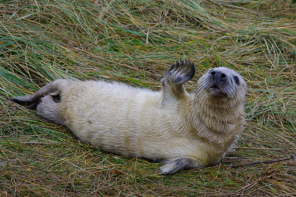Grey Seal pup at Donna Nook