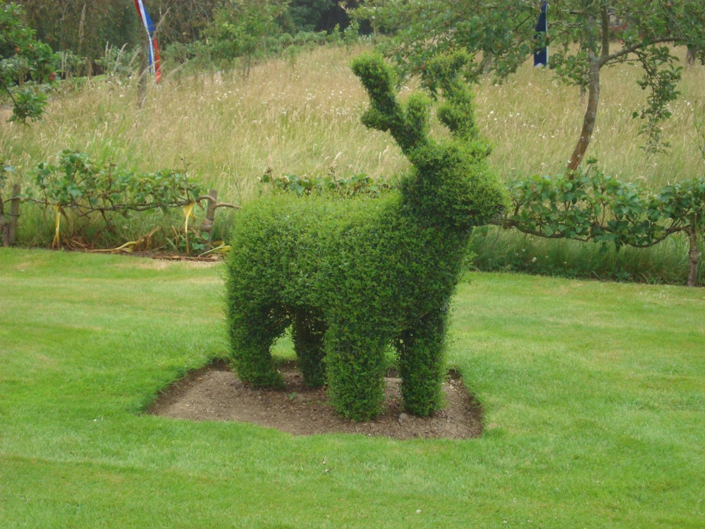 Yew topiary