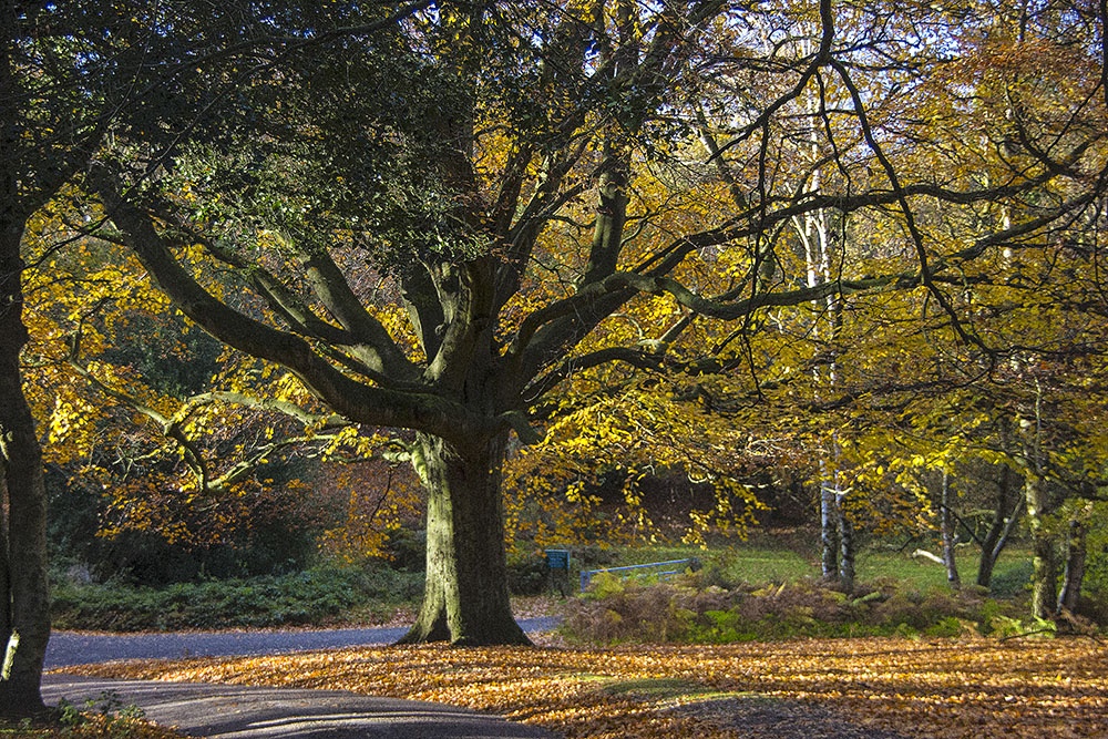 Autumn Colours in Sutton Park photo by John Godley