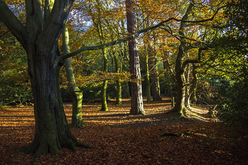 Late Afternoon Sun in Holly Hurst woods, Sutton Park photo by John Godley