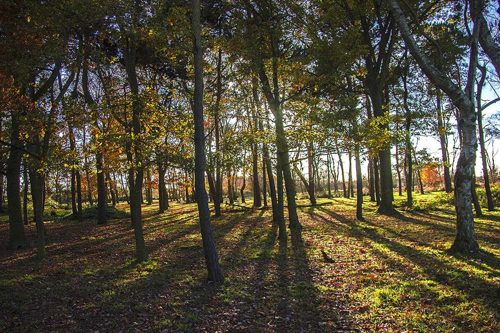 Hill Hurst Woods, Sutton Park photo by John Godley