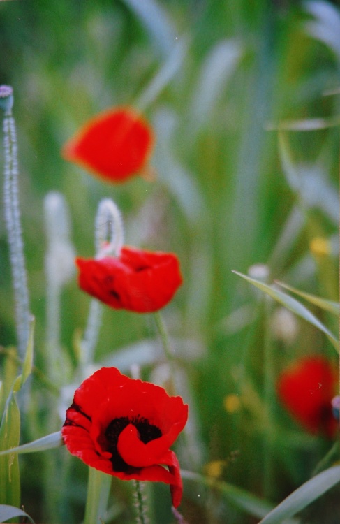 Poppy in a cornfield at Barkby Thorpe