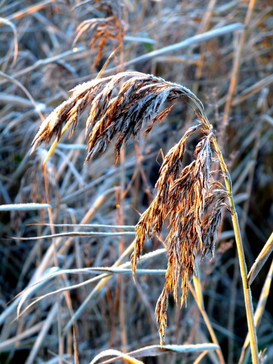 A touch of frost in watermead park Birstall