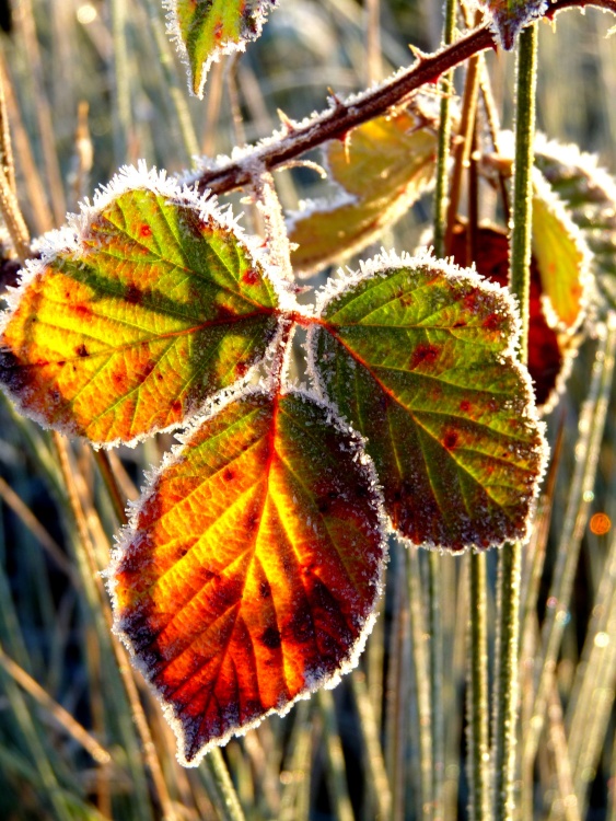 A touch of frost in watermead park Birstall