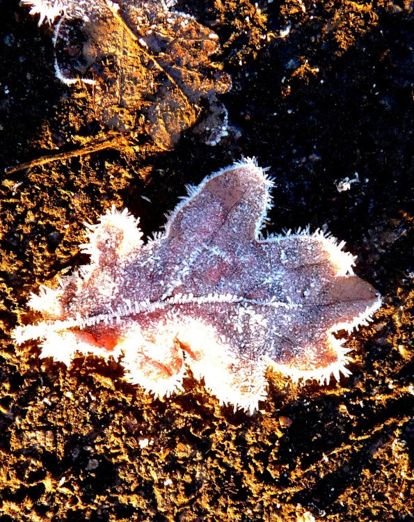 A touch of frost in watermead park Birstall