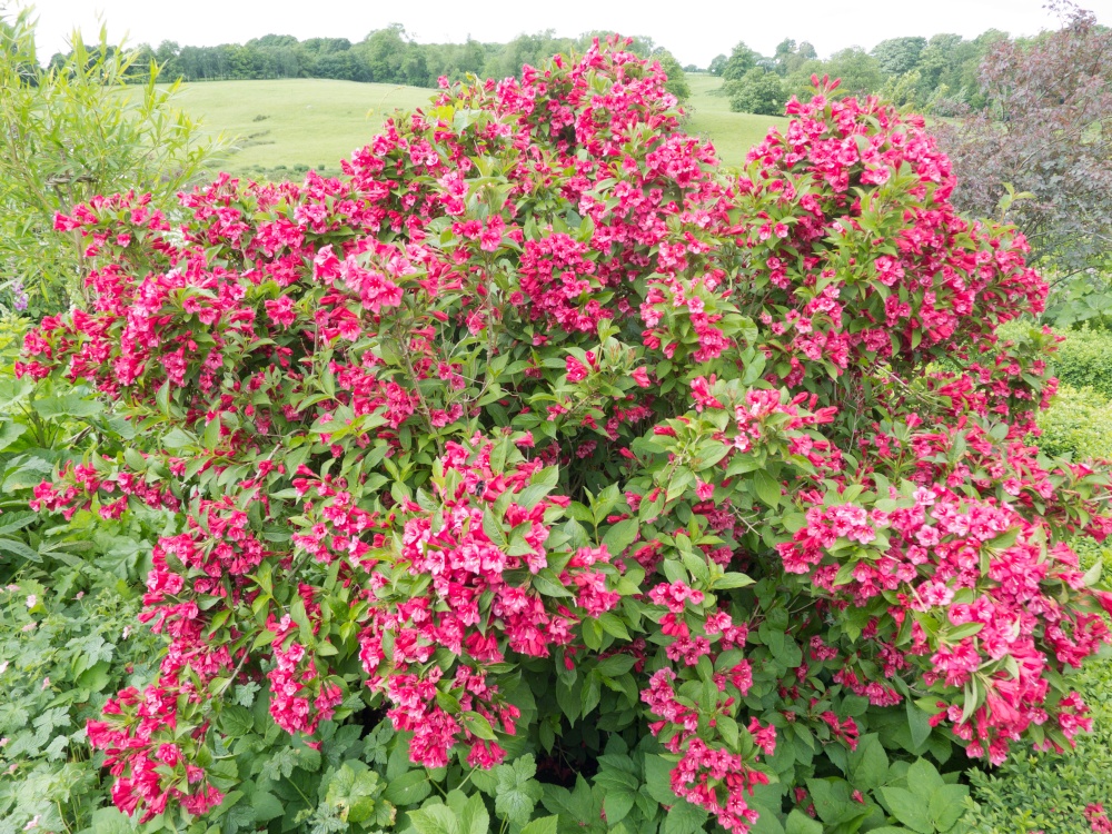 Culpeper Garden, Leeds Castle