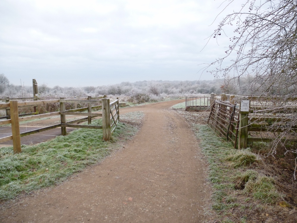 Bookham Common - in frosty mode.