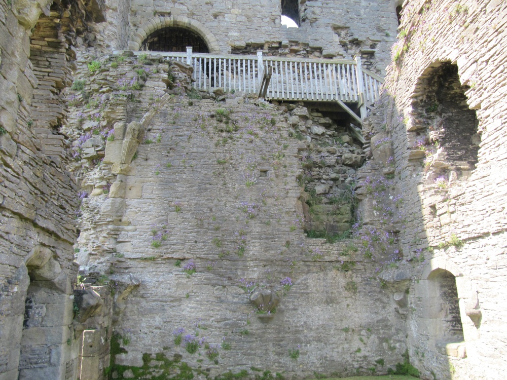 Mauve fairy Foxglove flowers