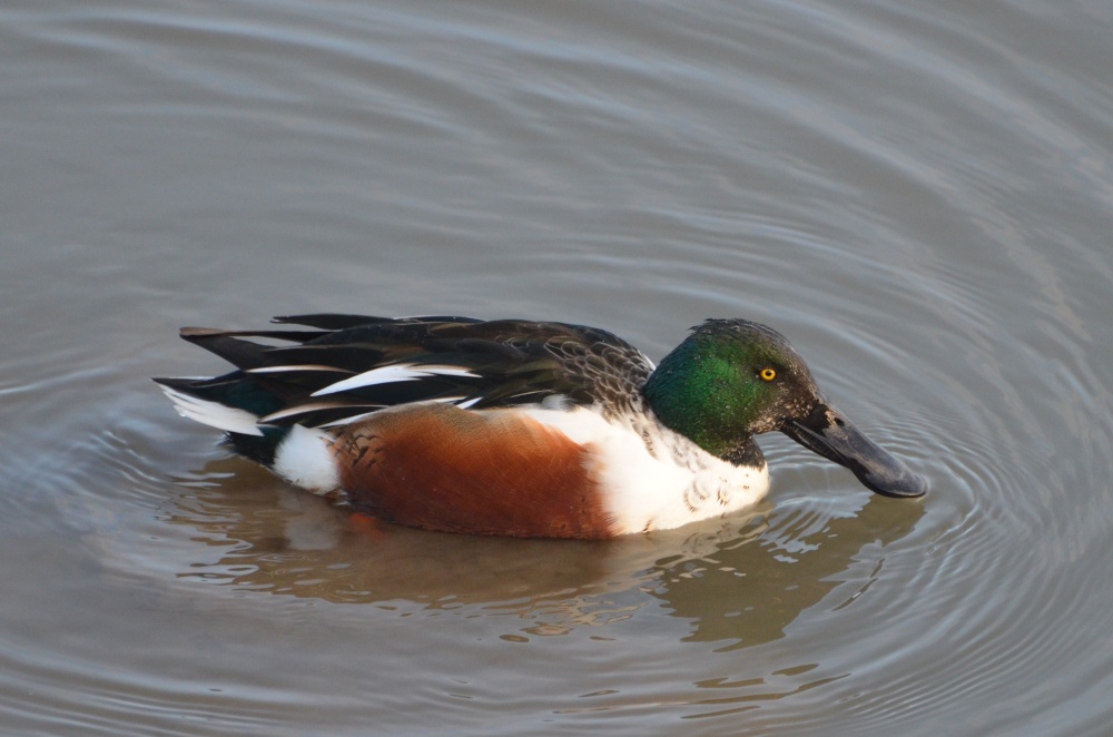 Photograph of Male Shoveler