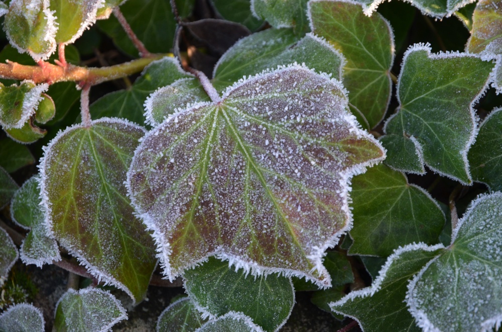 Frosty Ivy, Duddington