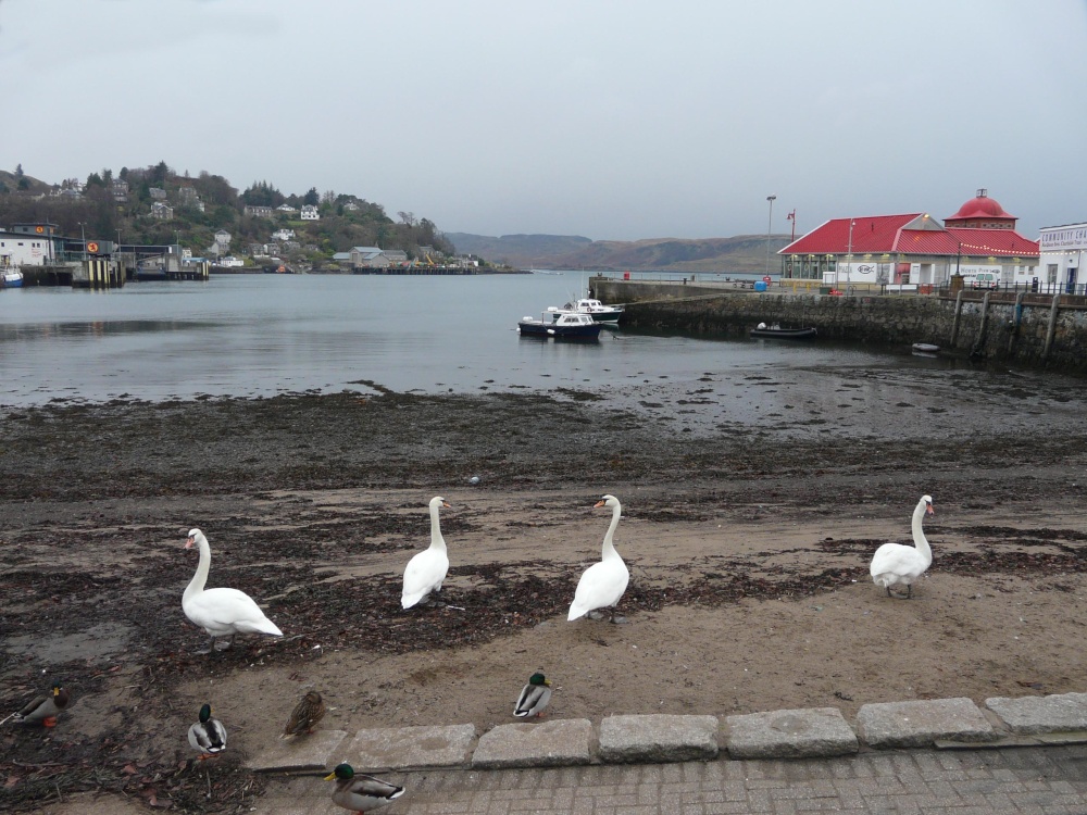 Harbour, Oban