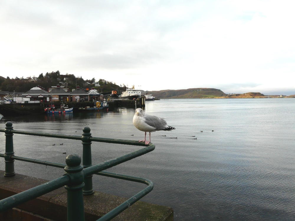 Harbour, Oban