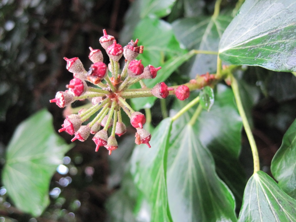 Ivy berries