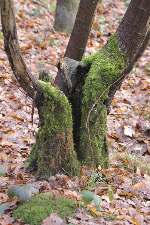 Mossy tree