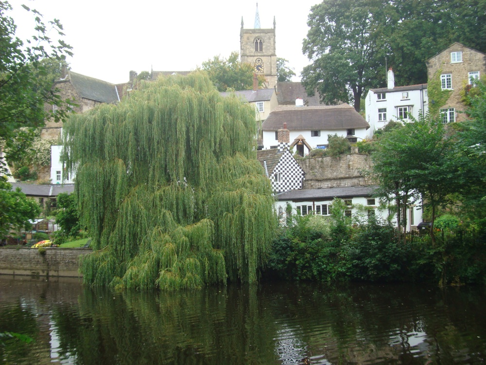 Willow in the River Nidd riverside