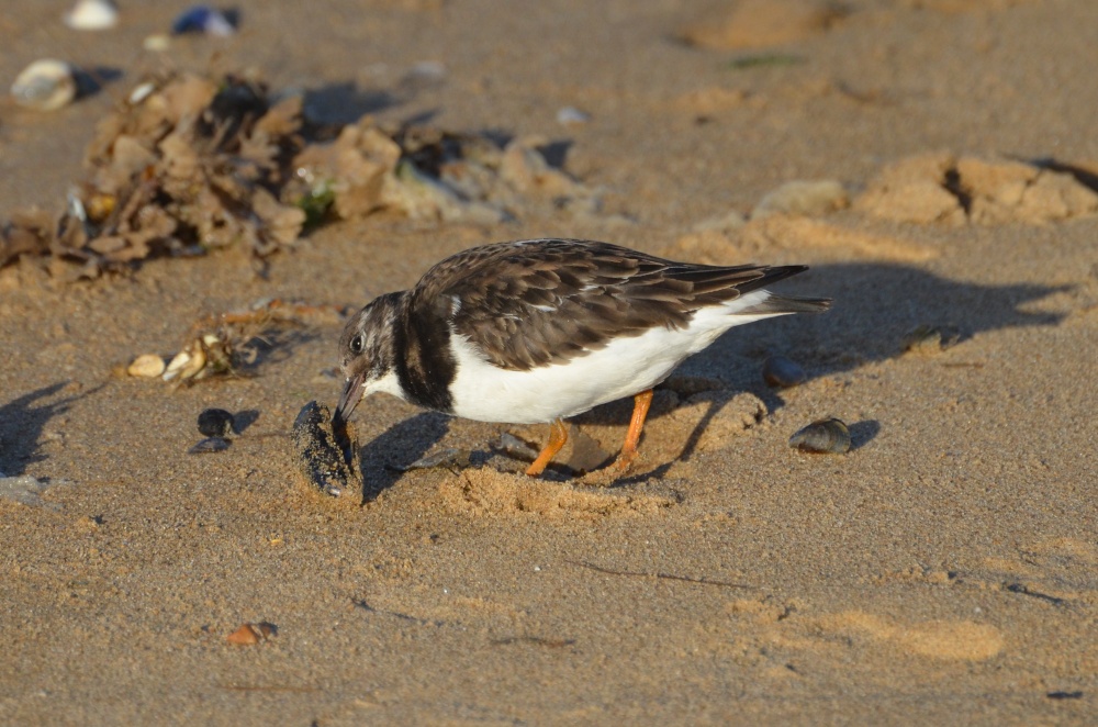 Turnstone on Heacham Beach