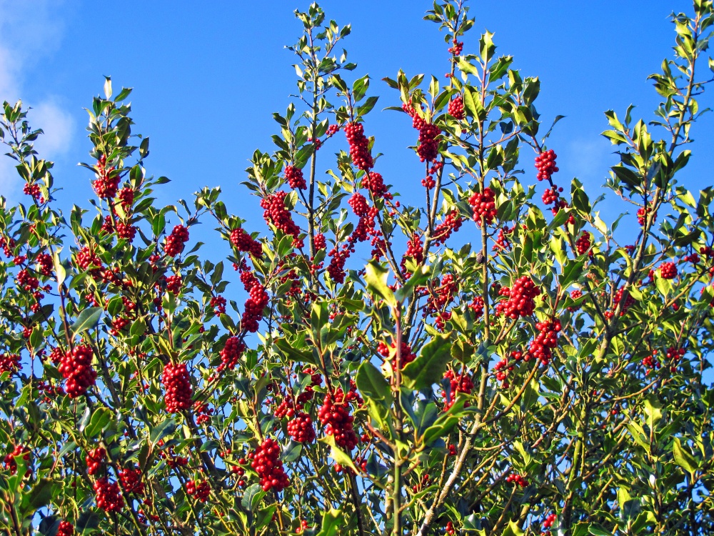 Christmas Holly  berries, Dartmoor