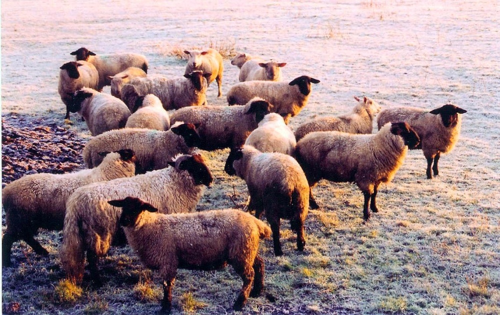 Photograph of Sheep at Church Langton