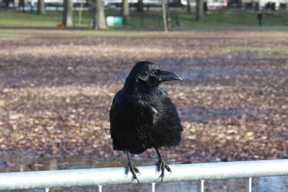In Hyde Park London, not sure if it is a Rook or a Crow